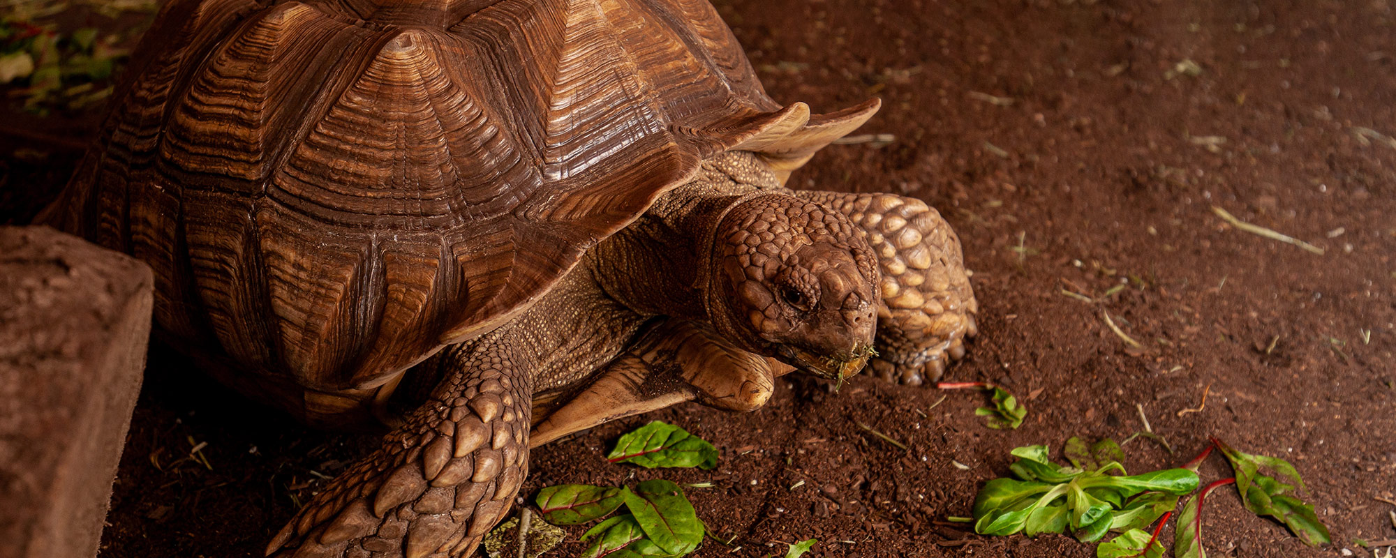 Tortoisetown Banner(1).Jpeg 2000X800