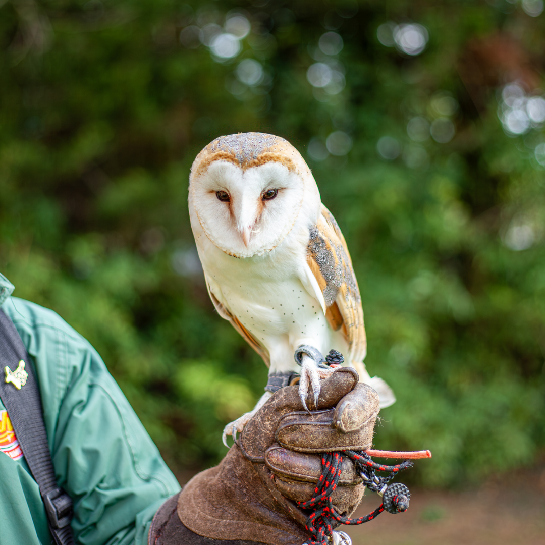 Small Owl