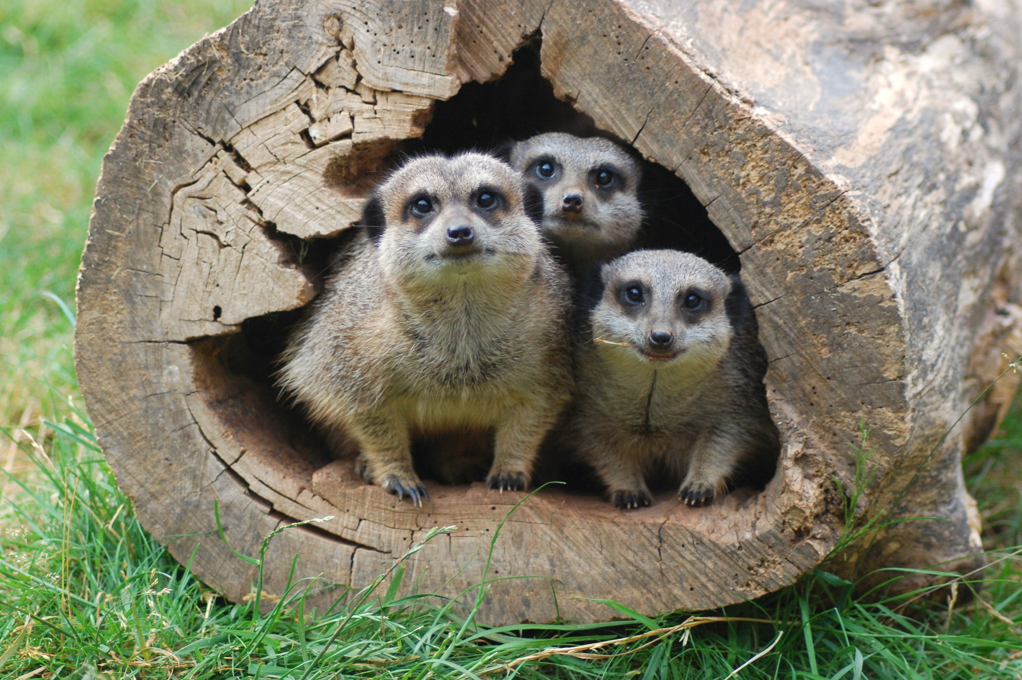 Meerkat In Log