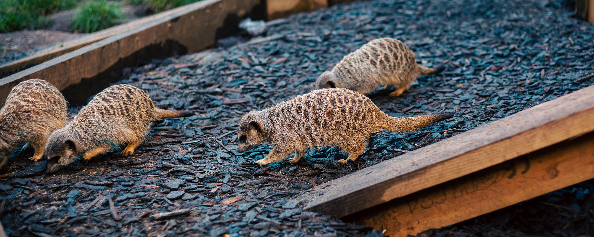 Meerkat Banner.Jpeg 2000X800