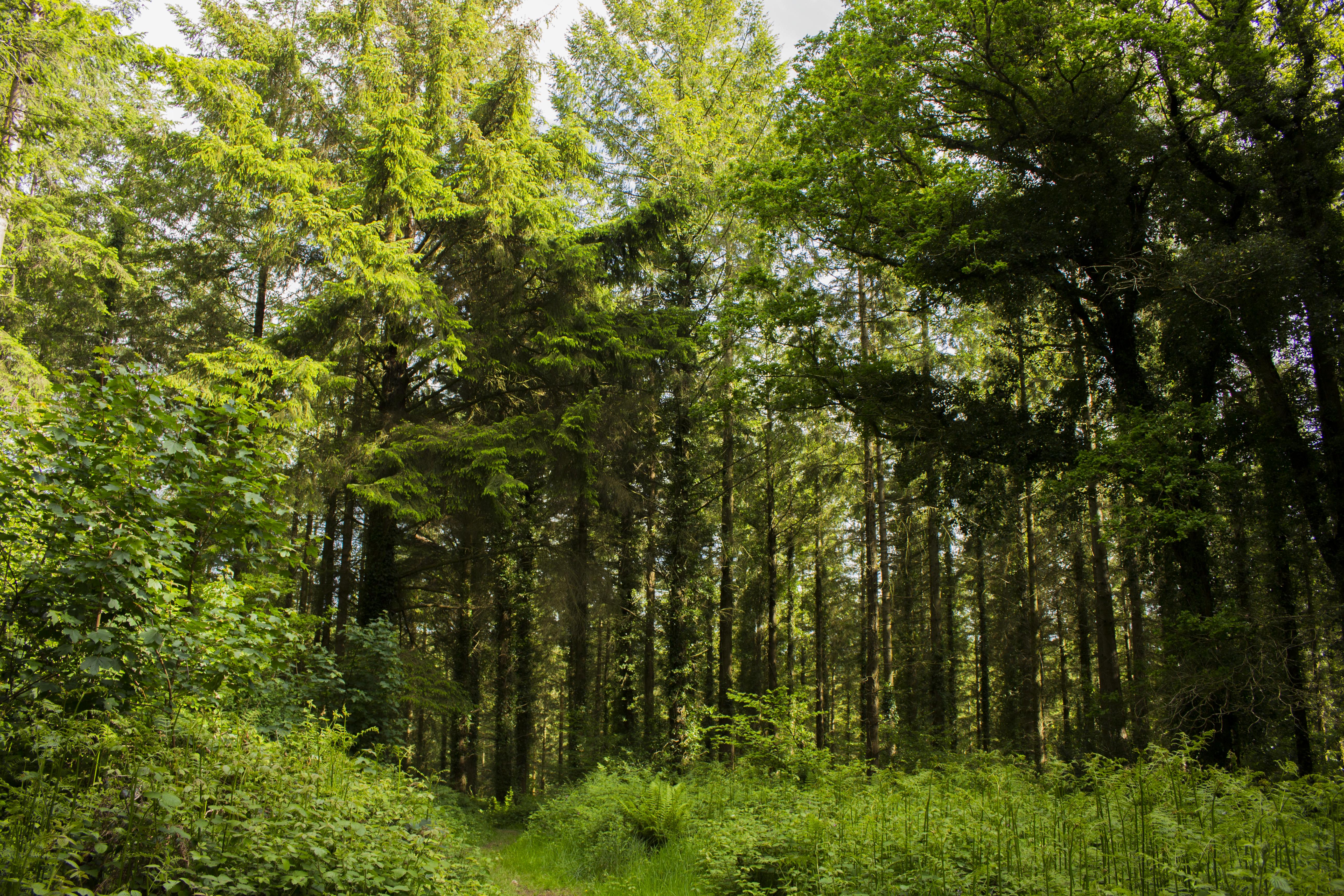 695802059 Eggesford Forest