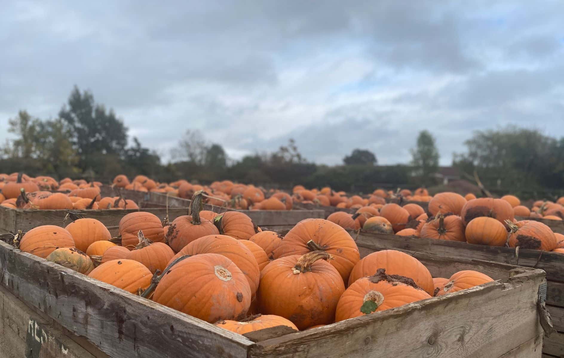 Pumpkin Picking One(1)