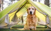 Dog Tent 3