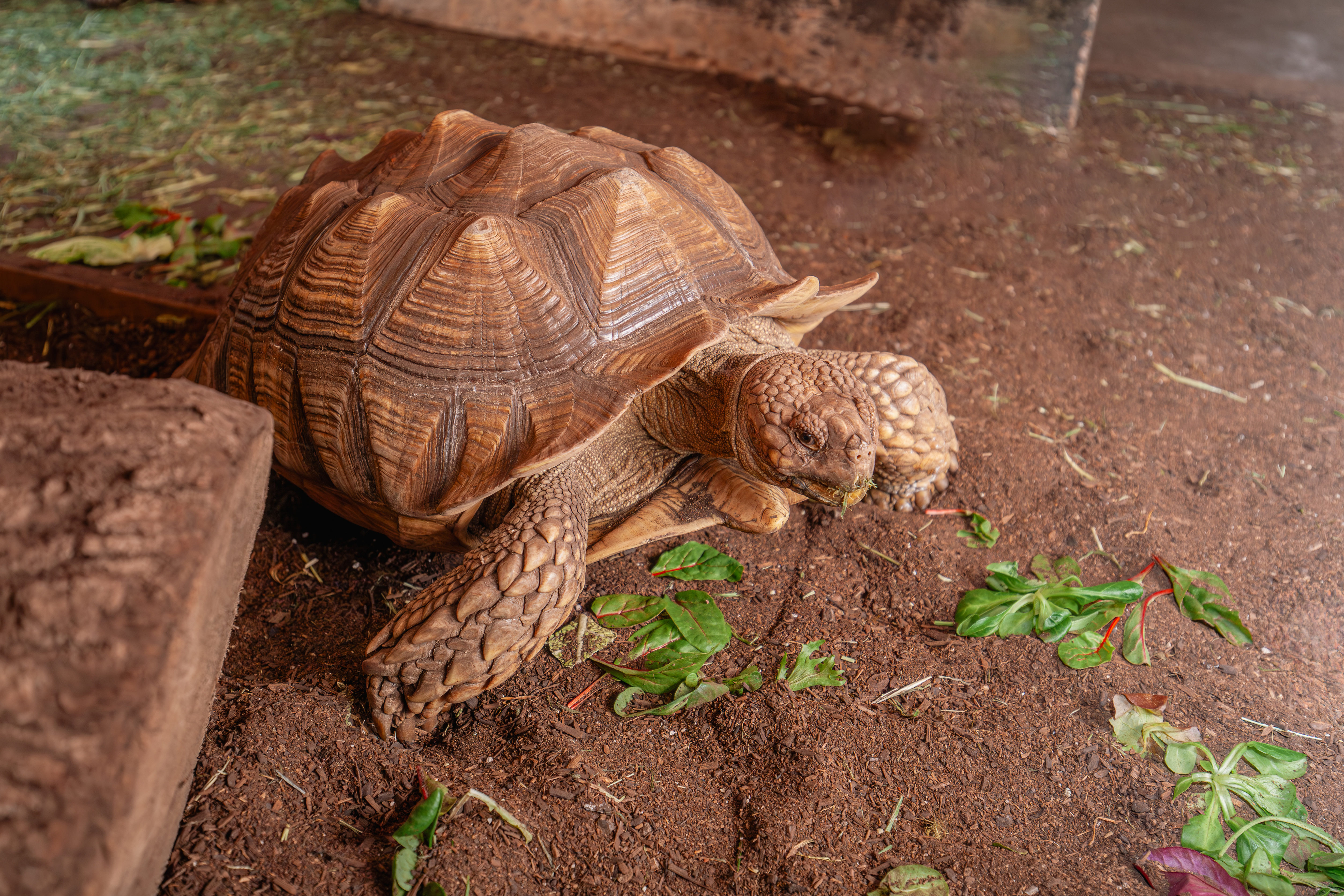 Tortoise Town