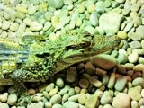 Crocodile.Jpg 1600X1200